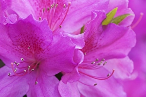 Images Dated 13th April 2010: USA, North America, Georgia, Savannah. Azaleas bloomimg in the spring