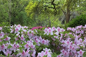 Images Dated 8th April 2010: USA, North America, Georgia, Savannah. Azaleas bloomimg in the spring