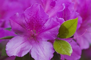 Images Dated 13th April 2010: USA, North America, Georgia, Savannah. Azaleas bloomimg in the spring