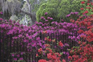 Images Dated 8th April 2010: USA, North America, Georgia, Savannah. Azaleas blooming in Bonaventure Cemetery
