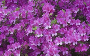 Images Dated 12th April 2010: USA, North America, Georgia, Savannah. Azaleas bloomimg in the spring