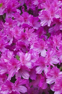 Images Dated 12th April 2010: USA, North America, Georgia, Savannah. Azaleas bloomimg in the spring