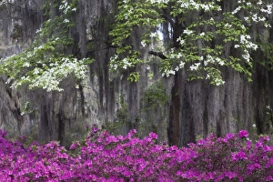 Images Dated 8th April 2010: USA, North America, Georgia, Savannah. Azaleas and dogwood bloomimg in the spring