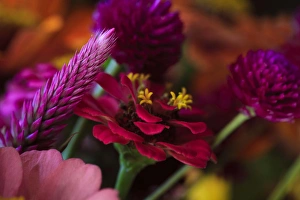 USA; North America; Georgia; Savannah; Bouquet of colorful flowers at a Farmers Market
