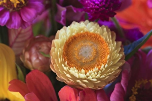 Images Dated 7th July 2012: USA; North America; Georgia; Savannah; Bouquet of colorful flowers at a Farmers Market