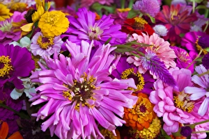 Images Dated 23rd June 2012: USA; North America; Georgia; Savannah; Bouquet of colorful flowers at market. (PR)