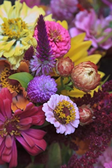 Images Dated 7th July 2012: USA; North America; Georgia; Savannah; Bouquet of colorful sunflowers at a Farmers Market