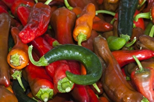USA; North America; Georgia; Savannah; Fresh colorful organic peppers at a Farmer s