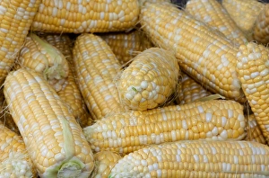 USA; North America; Georgia; Savannah; Fresh corn at a Farmers Market