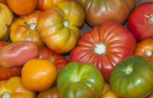 USA; North America; Georgia; Savannah; Fresh tomatoes at a Farmers Market
