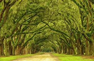 Moss Prints: USA; North America; Georgia; Savannah; Mile long oak drive at Wormsloe Plantaion