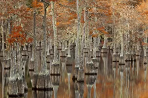 Moss Gallery: USA; North America; Georgia; Twin City; Cypress trees with moss in the fall