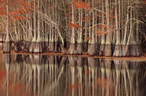 Images Dated 25th November 2016: USA; North America; Georgia; Twin City; Cypress trees and reflections in the fall