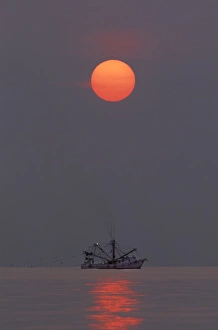 Tybee Island Prints: USA, North America, Georgia, Tybee Island. A shrimp boat trawling for shrimp at sunrise