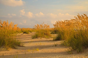 Georgia Prints: USA; North America; Georgia; Tybee Island; Sea Oats and dunes on Tybee Island