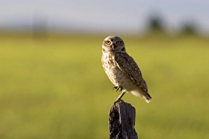 USA, North America, Idaho