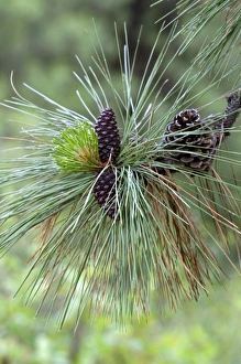 USA, North America, Idaho
