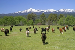 Images Dated 27th June 2011: USA, North America, Idaho