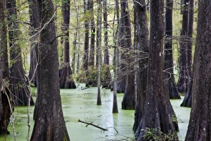 Images Dated 29th October 2009: USA, North America, Louisiana