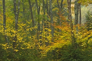 Images Dated 15th October 2005: USA, North America, Maine
