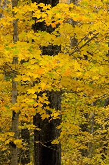 Images Dated 11th October 2005: USA, North America, Maine