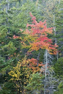 USA, North America, Maine