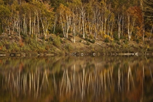 Acadia Prints: USA, North America, Maine, Acadia National Park. Reflections of fall foliage in a pond