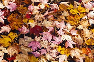 Maine Prints: USA; North America, Maine; Acadia National Park; Fall leaves with water drops in