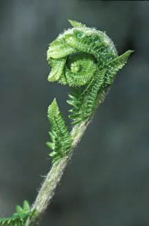 Fern Prints: USA, North America, Massachusetts