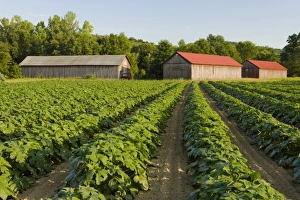 Images Dated 17th July 2007: USA, North America, Massachusetts