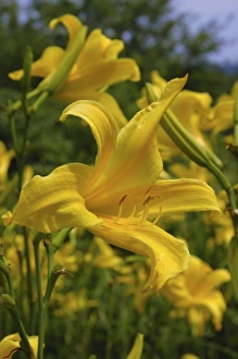 USA, North America, Massachusetts