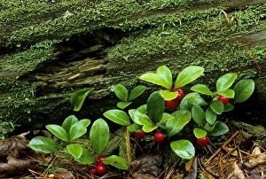 USA, North America, Michigan