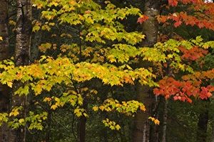 Images Dated 2nd October 2009: USA, North America, Michigan