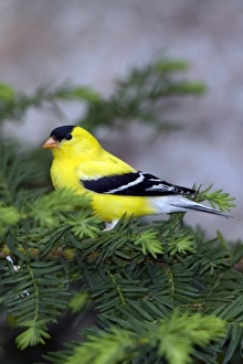 USA, North America, Minnesota