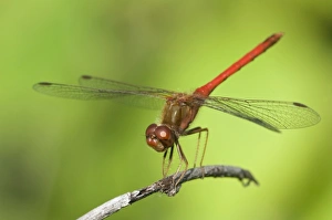 USA, North America, Minnesota