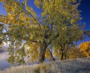 Images Dated 29th July 2010: USA, North America, Montana