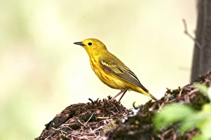 USA, North America, Montana