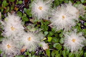 USA, North America, Montana