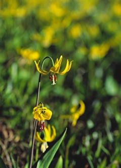 USA, North America, Montana