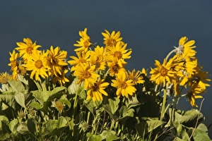 USA, North America, Montana
