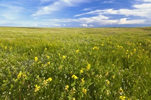 Images Dated 13th June 2011: USA, North America, Montana