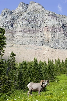 Images Dated 1st July 2010: USA, North America, Montana
