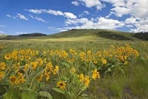 USA, North America, Montana