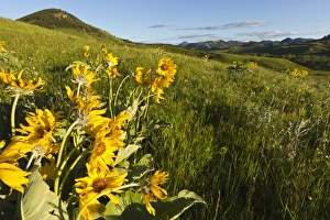 USA, North America, Montana