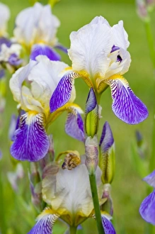 USA, North America, Montana
