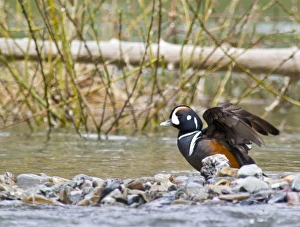 USA, North America, Montana
