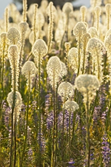 USA, North America, Montana
