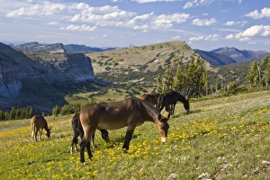 USA, North America, Montana