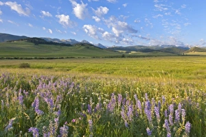 Images Dated 27th July 2011: USA, North America, Montana