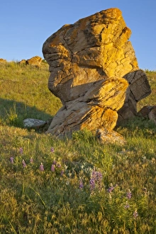Images Dated 17th June 2009: USA, North America, Montana
